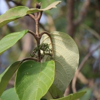 Callicarpa tomentosa (L.) L.